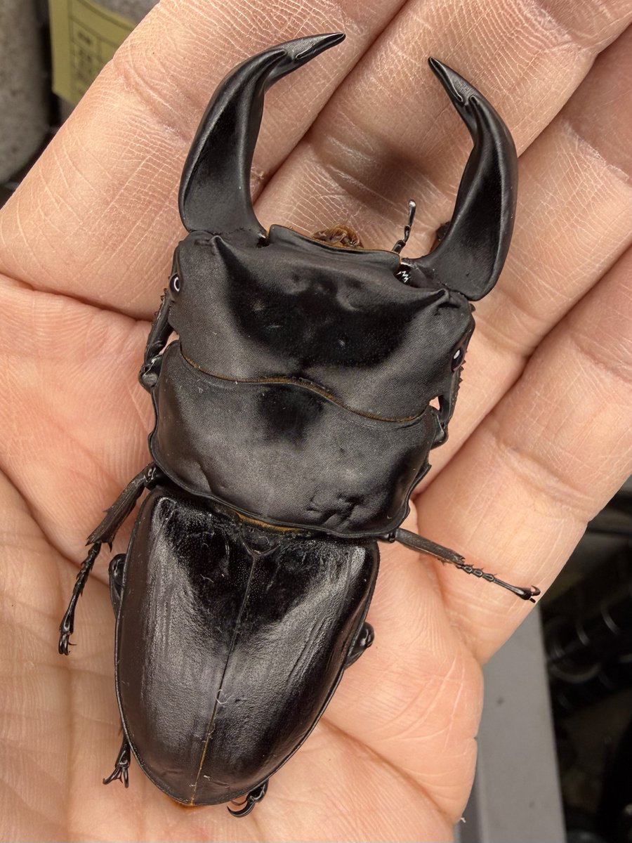 期間限定お値下げ！激レア！早い者勝ち！　A Peranakan Legacy 状態A-〕(2025/12)烈風忍者キリカゲX【X】{BSC48-X03}《緑》