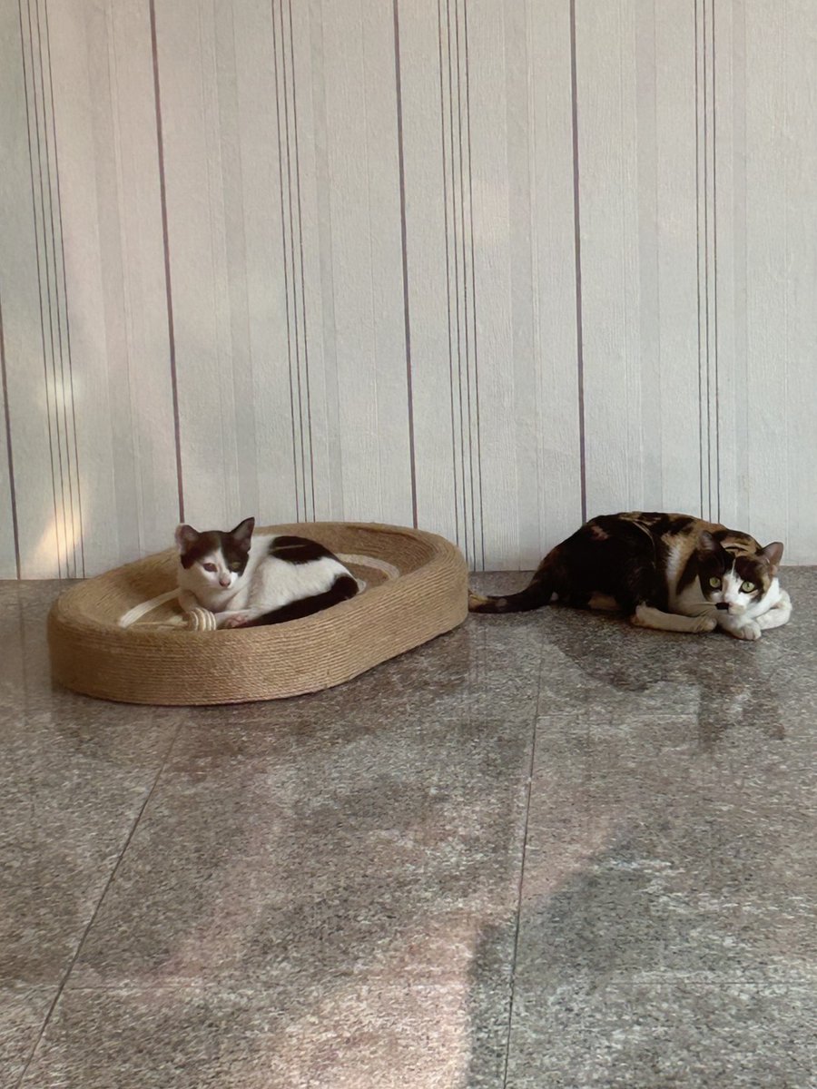 MaewHelpMaew's tweet image. ย้ายบ้านกันไปแล้ว หวังว่าความรักที่พี่นุดให้ จะช่วยทำลายกำลังความกลัวในหัวใจได้บ้างนะ เจ้ามะปราง

#ทาสแมว #แมวโตหาบ้าน