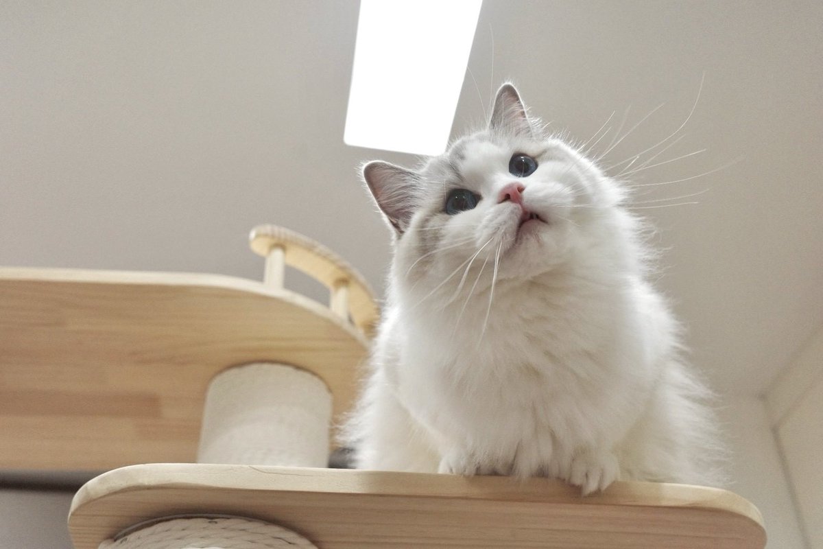 marlowfellow's tweet photo. If looking cute doesn’t get me more treats, I don’t know what will 🍬
#marlyn🦋

.

#ragdoll #ragdollthailand #ragdollcat #ragdolllovers https://t.co/gJxich9mTe