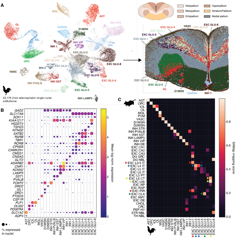 ST_Omics's tweet photo. Are bird brains really that different from ours? 🐦🧠
A new #Science paper says "No"—and they used #Stereoseq to prove it.
By mapping the spatial location of conserved cell types, we can now see the evolutionary blueprint hidden in the avian brain.
#STOmics #SpatialOmics https://t.co/uhYQ6D9YT9