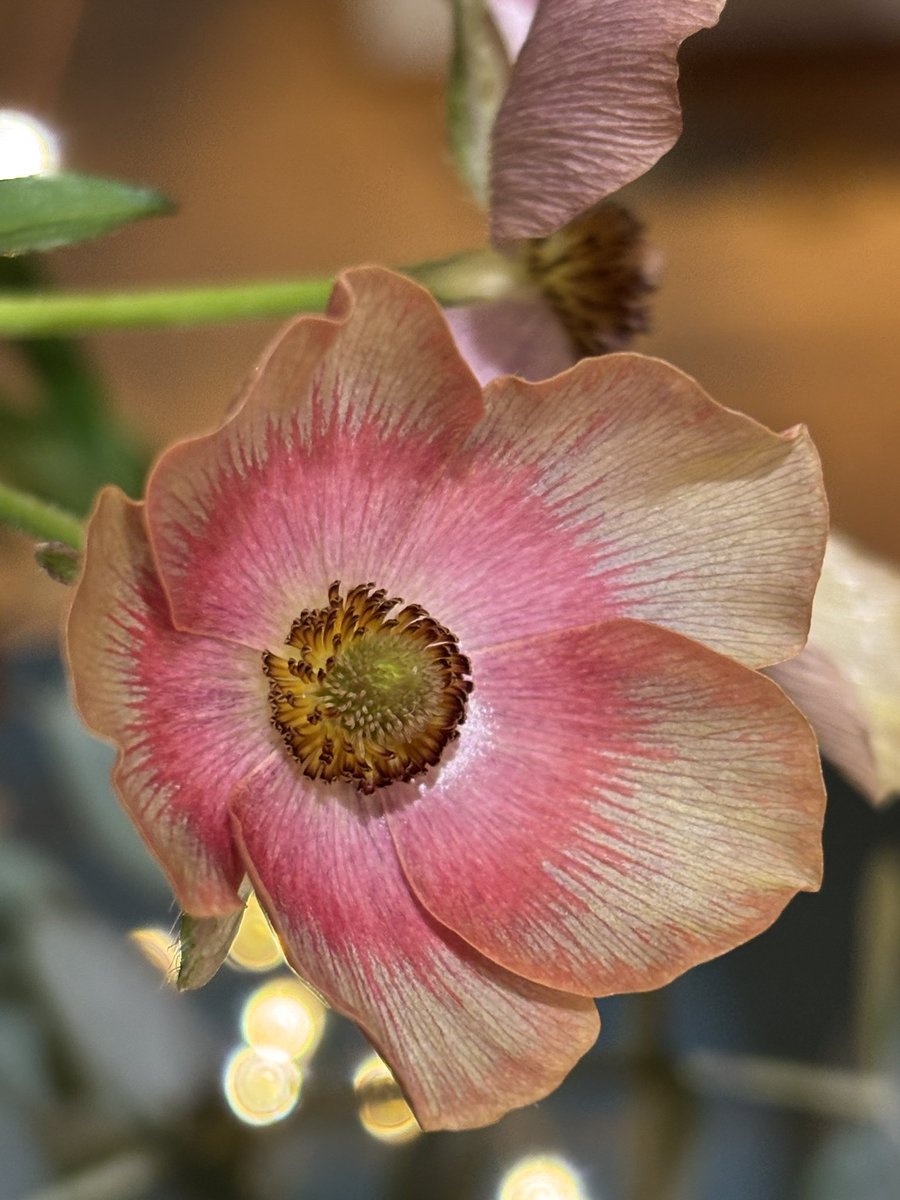 Per ogni sputo sul marciapiede, un fiore