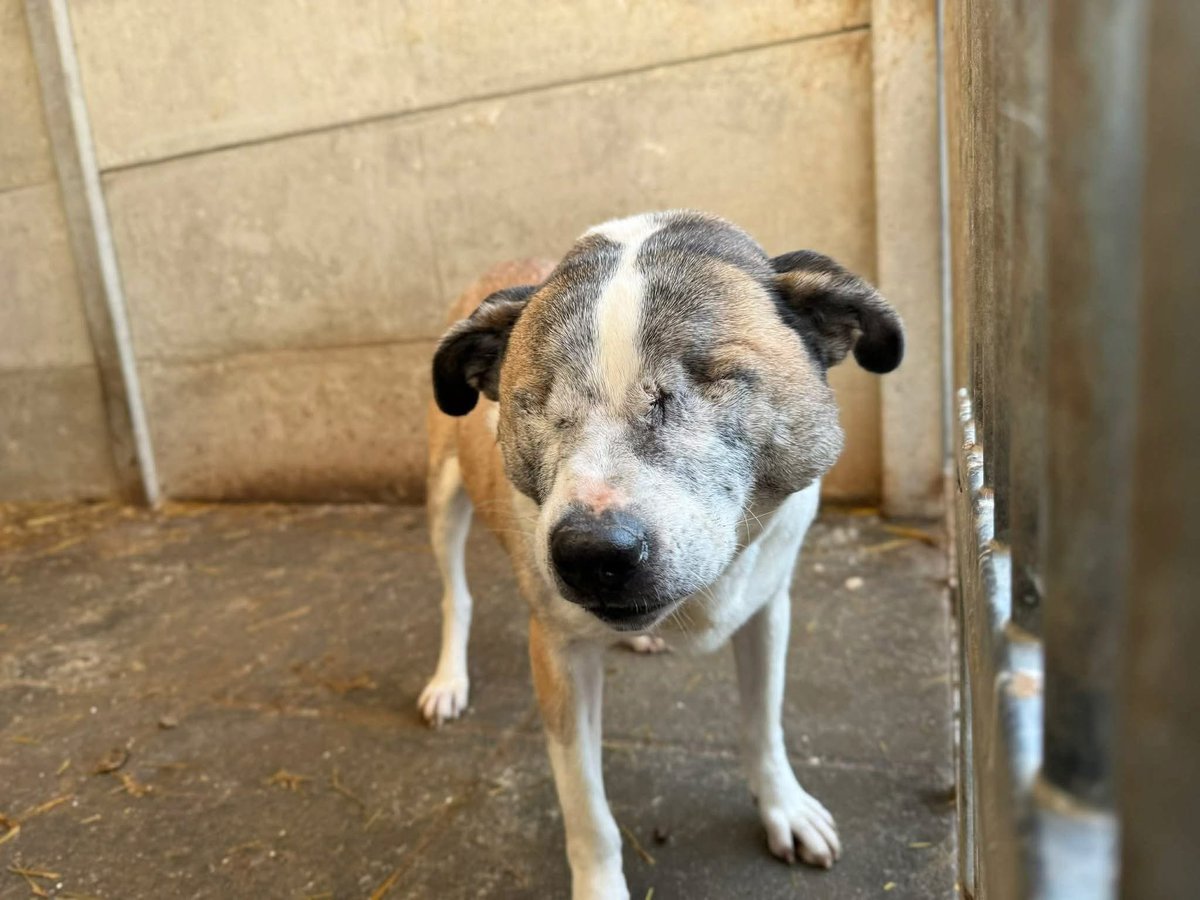 Myślę, że nikt nie przejdzie dziś obojętnie obok tego psa.
To Hetman.
Nie ma gałek ocznych.
I właśnie dlatego schronisko jest ostatnim miejscem, w którym powinien być.

Ma około 10 lat i waży mniej więcej 18 kg. Spokojny, cichy, starszy pies z ogromną kulturą w zachowaniu.