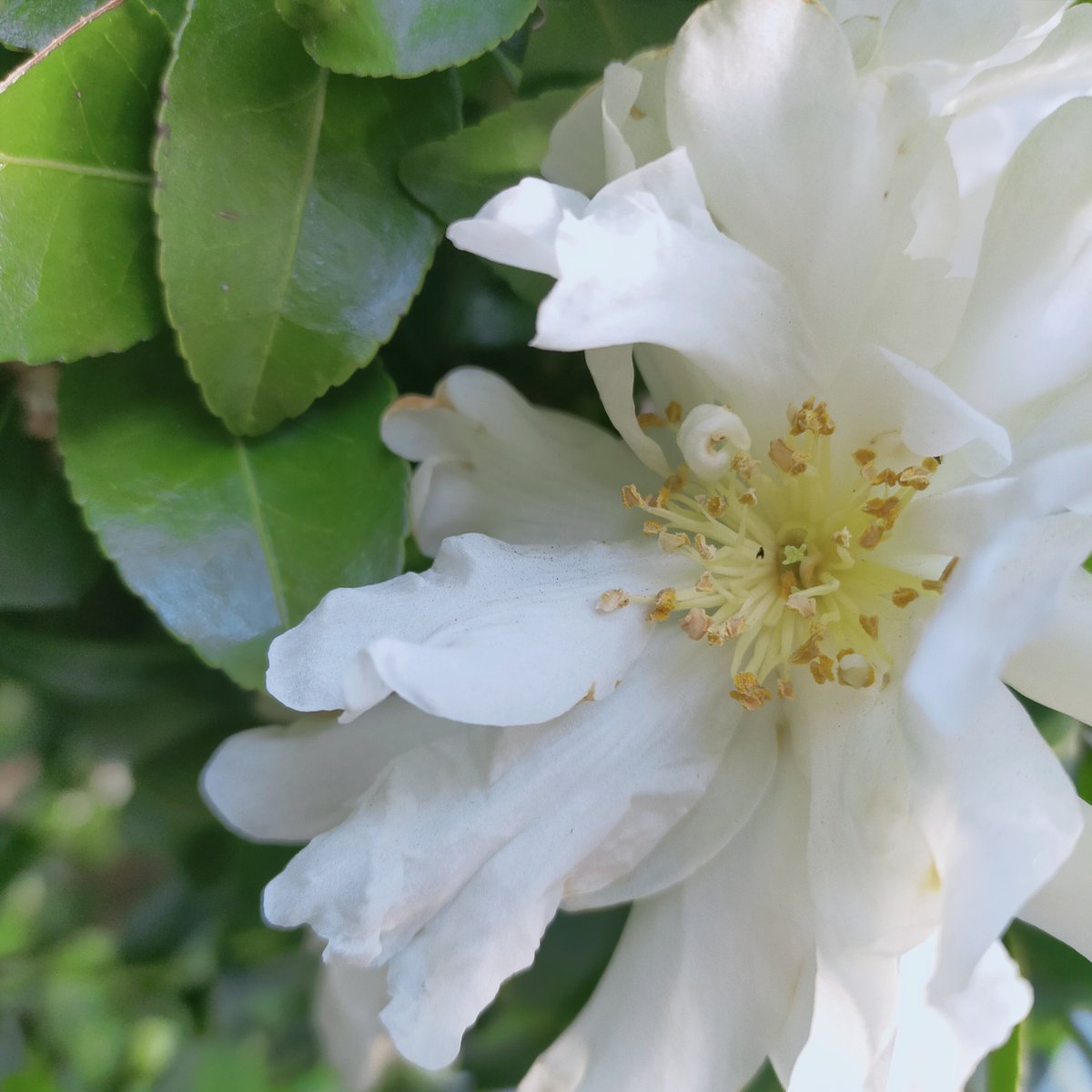 晩酌 銀紋からのお知らせ🏮
1月27日（火）本日18時開店23時半ラストオーダーです。
自家製煮豚で1杯いかが🍻
ご来店お待ちしております🙇