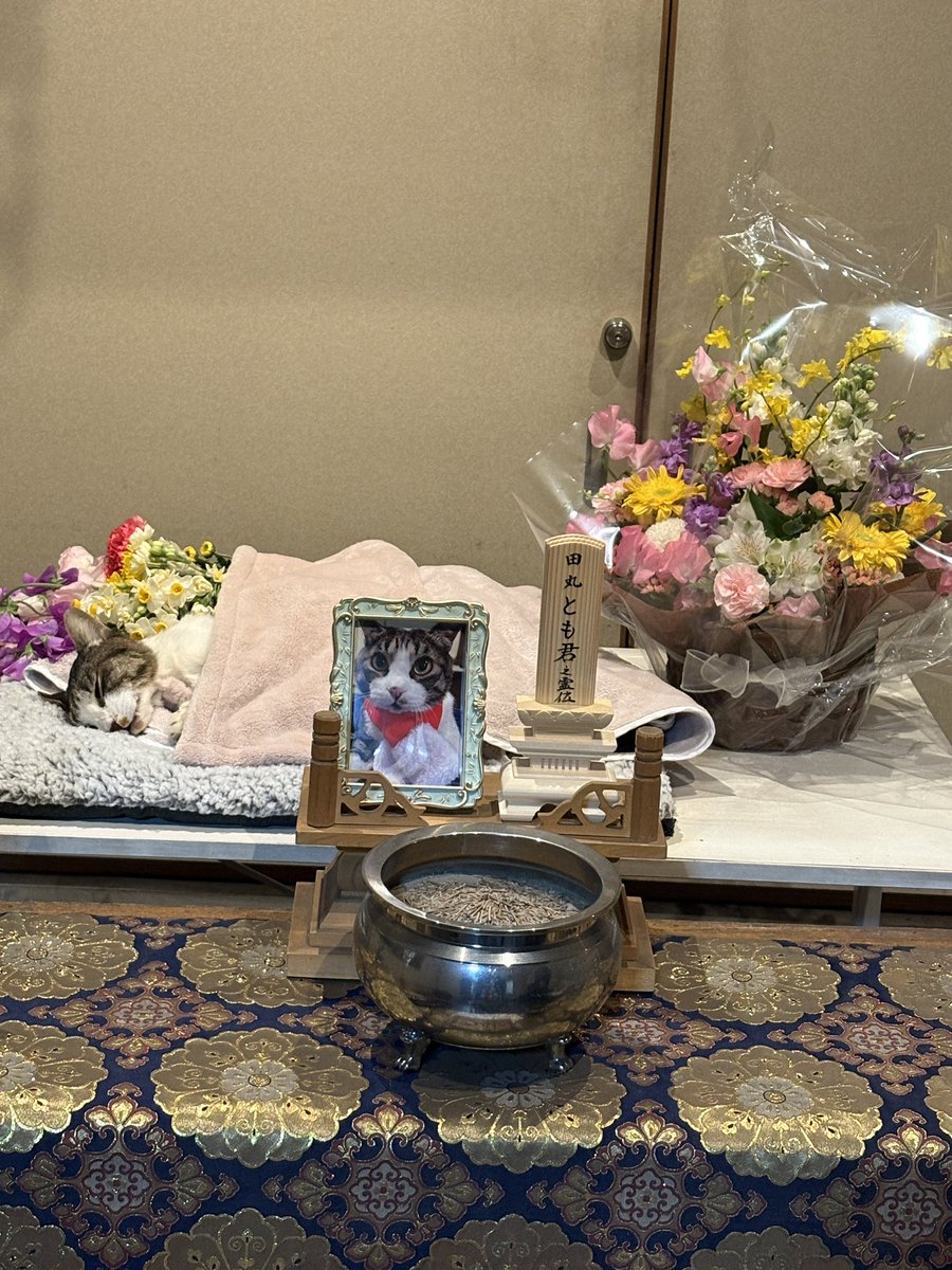 tomozou_1225's tweet image. とも君のお葬式が始まりました
皆様一緒に手を合わせていただけたら