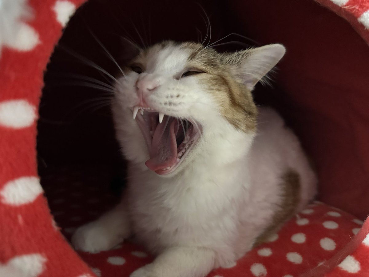 ネコ好きさん Amazon.co.jp: 猫さえいれば、 たいていのことはうまくいく。 (ポプラ