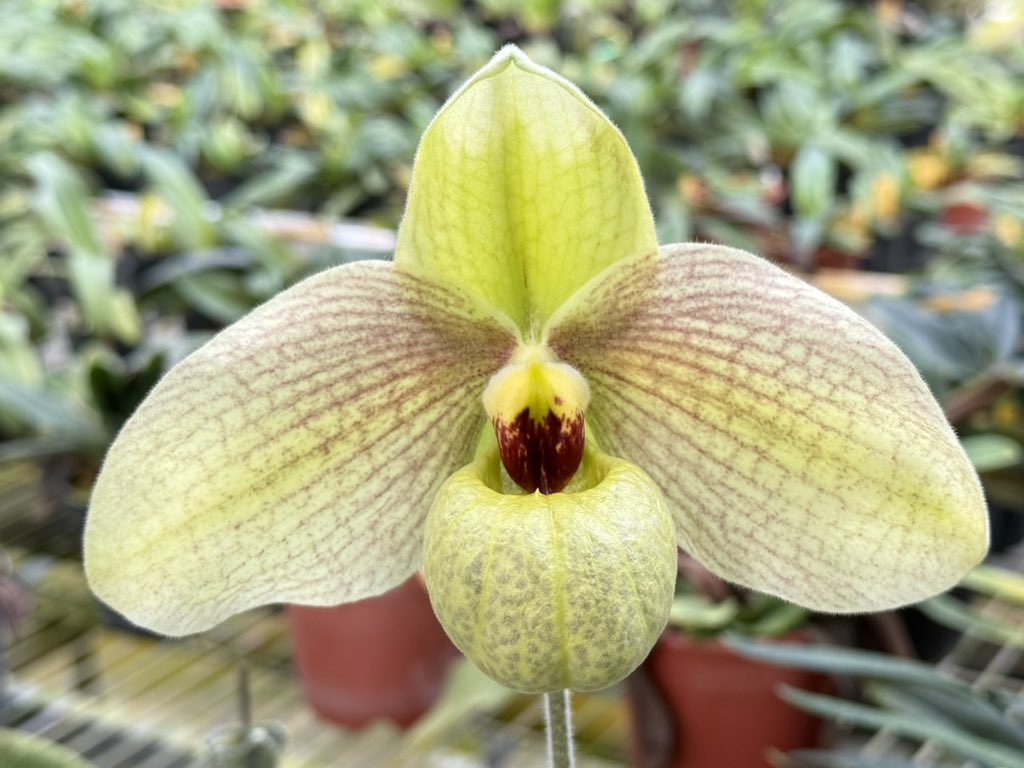 Paph. Memoria Larry Heuer