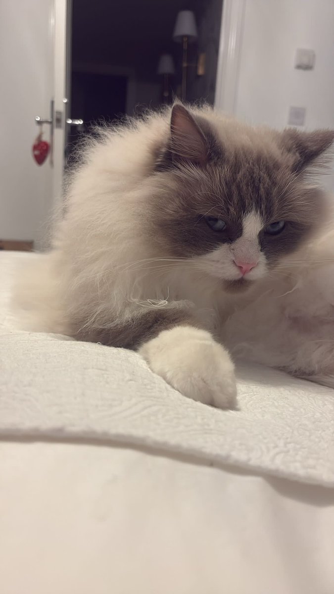 Victoria Francis tweet media