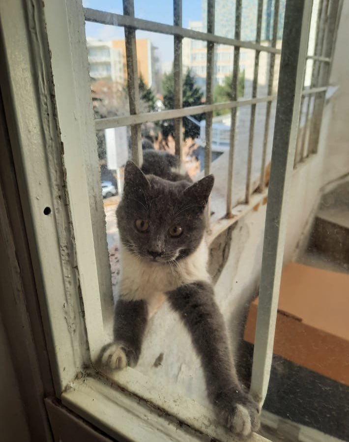 ACİL 🚨‼️
ANKARA ÇANKAYA
Dişi
Tahmini 4 Aylık 
Kardeşini sahiplendirdik o yalnız kaldı ve evlere girmek istiyor hava çok soğuk diğer erkek kediler rahatsız ediyor 
Lütfen ona da bir an önce güzel bir yuva bulalım çok acil 
İletişim - 05071687610