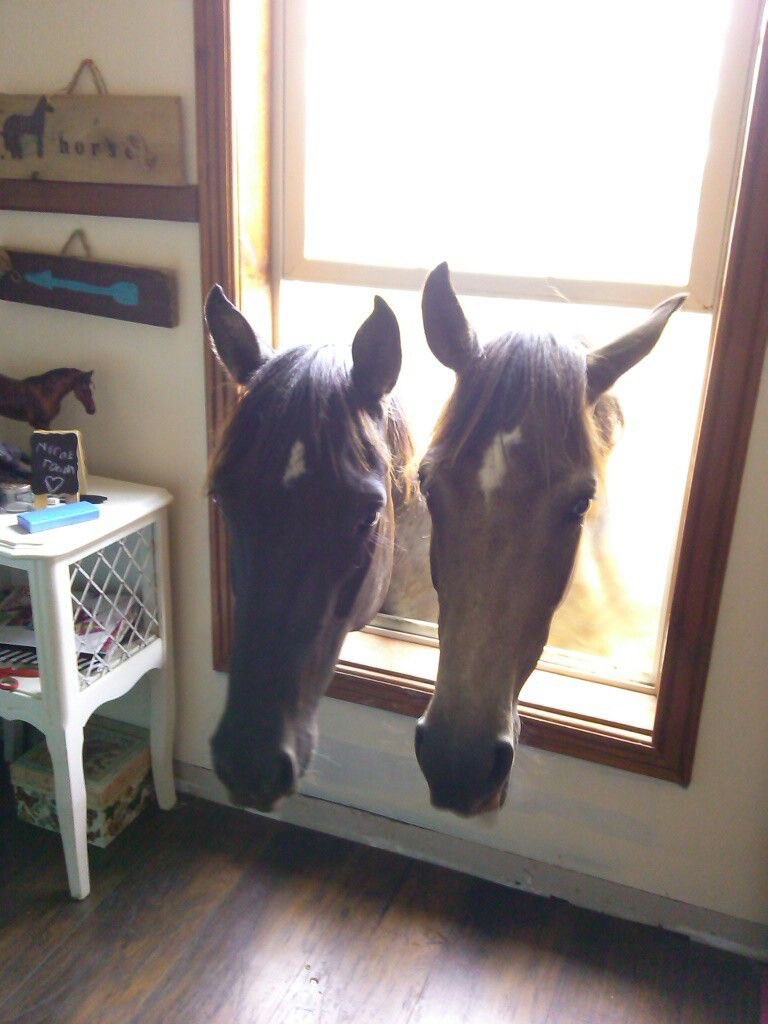 horseimage's tweet image. A horse will come to visit you today