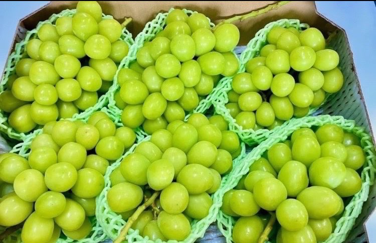 20,000⇨16,000円！年末大特価！！本日締め！早い者勝ち！【☆超美品☆】 蘭ラン (@conan822) / Posts / X