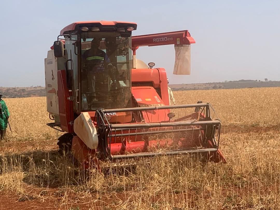 TheCameroonianZ's tweet image. La récolte de #blé sur le site agro-écologique de Wassandé #Cameroon :

Objectif = collecter 600 tonnes de semences de base.