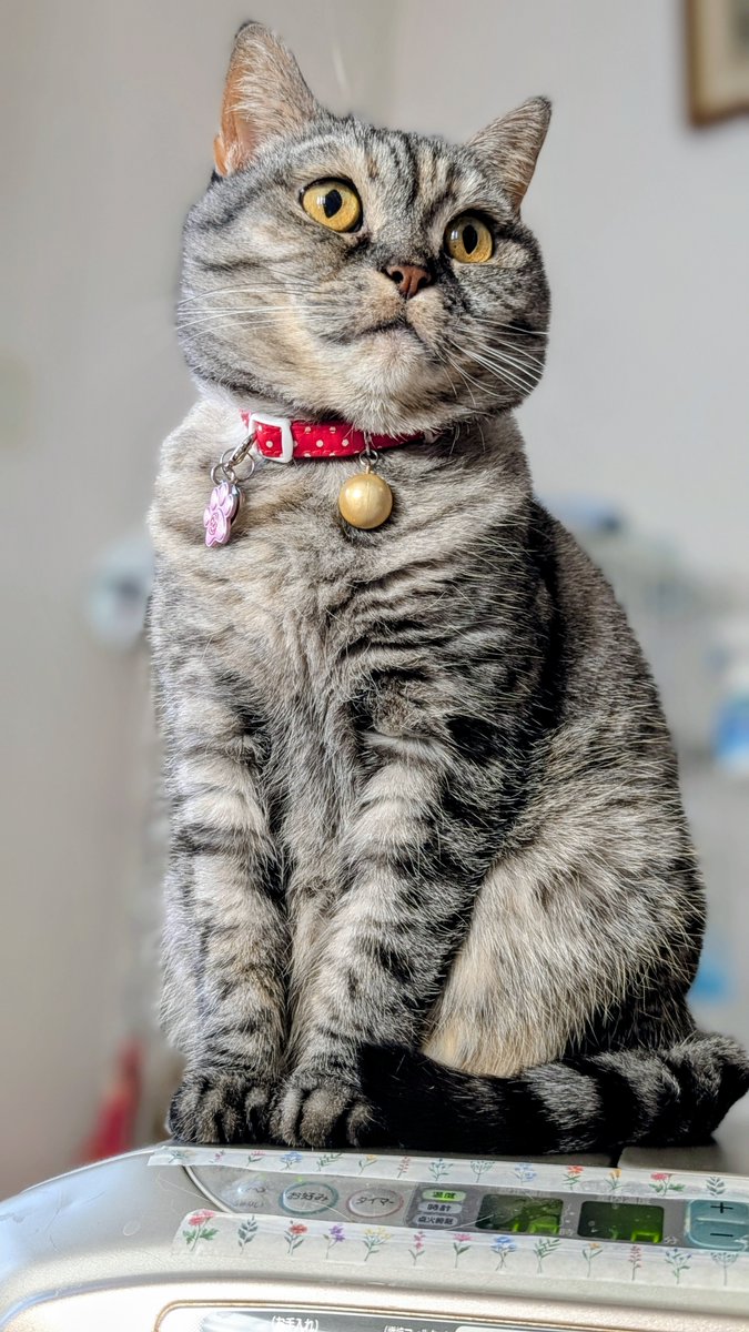 ねこさん ねこさん⚡(ΦωΦ) (@catnap707) / Posts / X