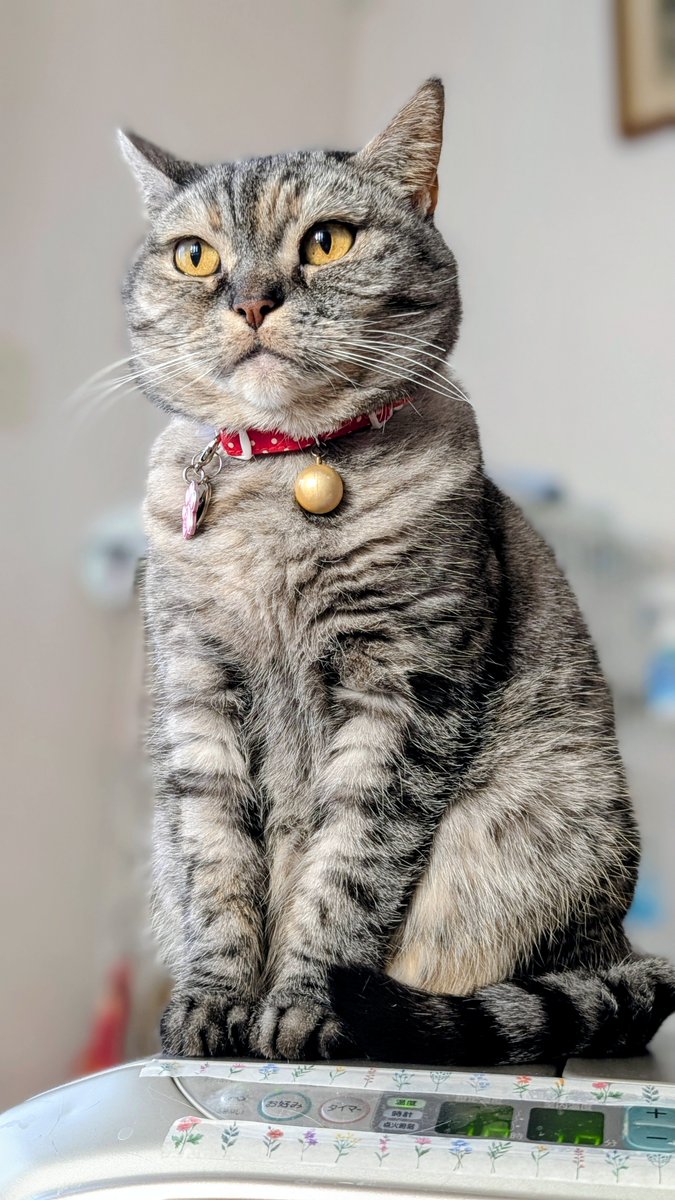 ねこさん⚡(ΦωΦ) (@catnap707) / Posts / X