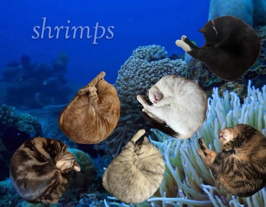 Catsillyness's tweet image. 