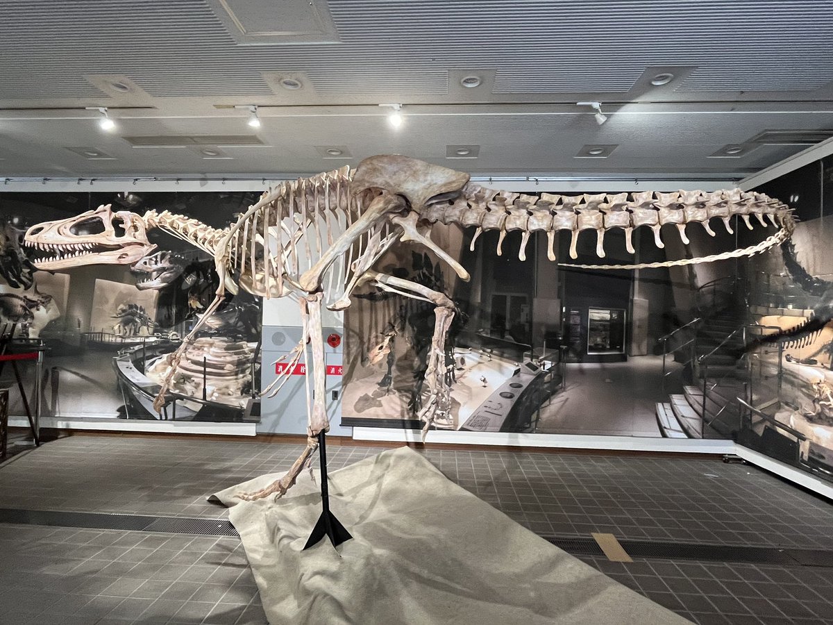 モロッコ　化石　爪　デルタドロメウス？ 1280px-DeltaSize.png