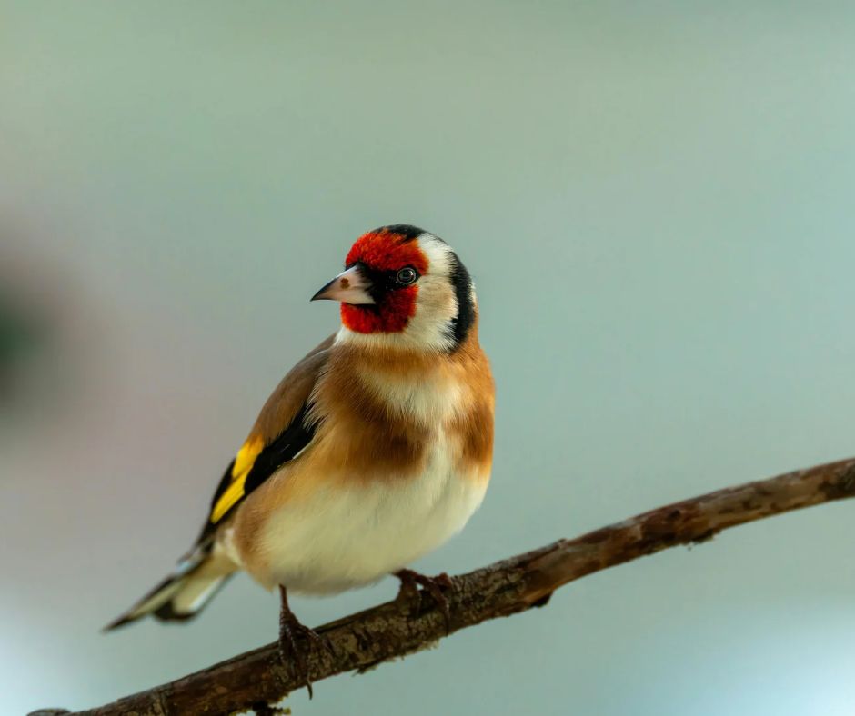 The Next Test tweet media