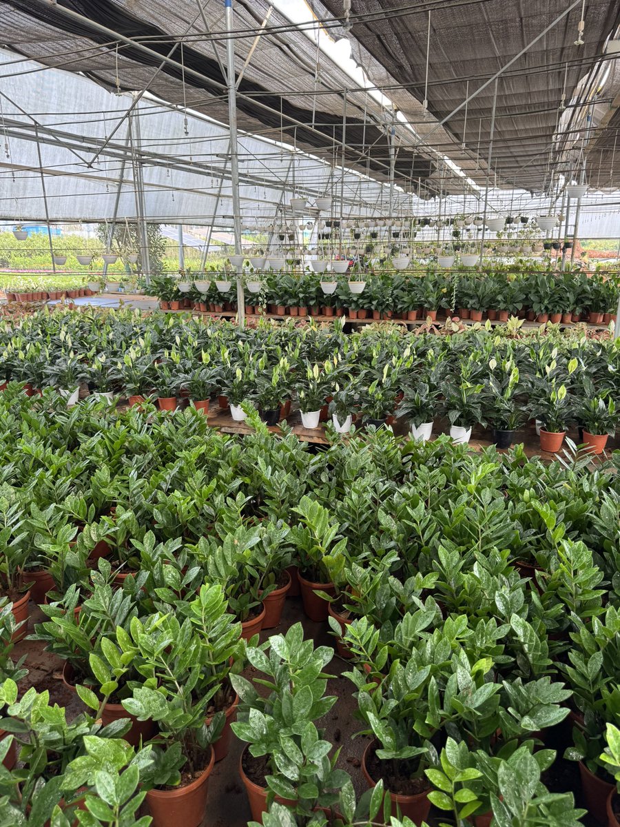 edupugantiswamy's tweet photo. #NatureLove #PlantATree #LiveLifeFree...🌲🌳😘🥰♥️ https://t.co/mjXQpWzdPh