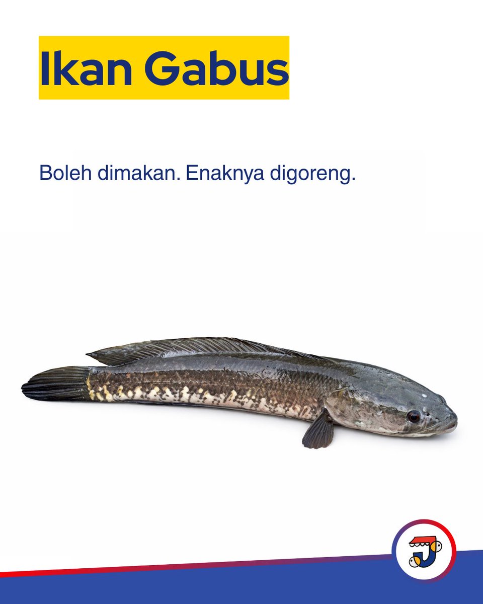 Macam2 Gabus. #JukiMedia