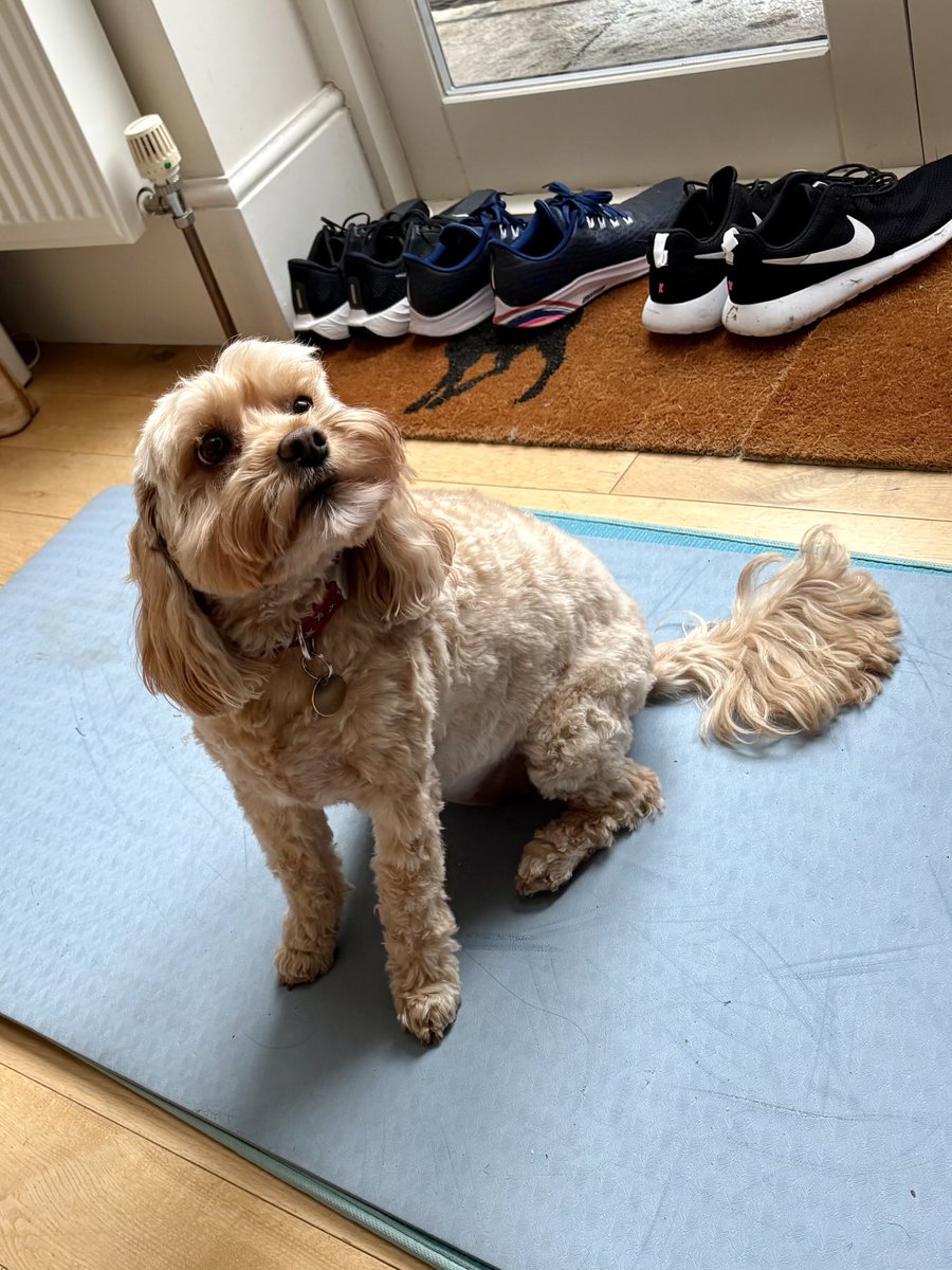 TheHoneyTails's tweet photo. Not 100% sure why I have to move? The downward dog is my best move
#PosturePup https://t.co/wTrhljeAxB