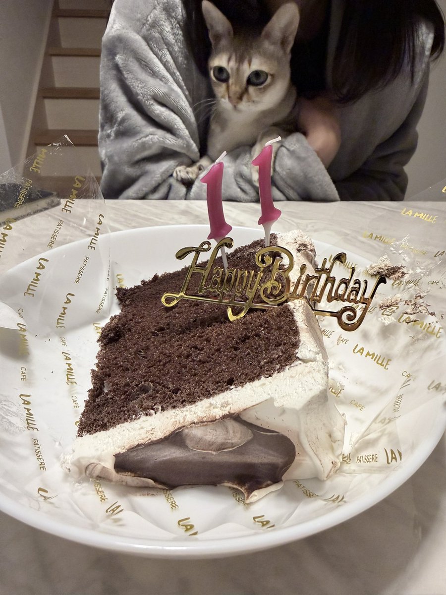 fifidayoo's tweet photo. 昨日で11歳になったよ❣️これからもよろしくにゃ🐱🎶 https://t.co/u5QVQl8hG5