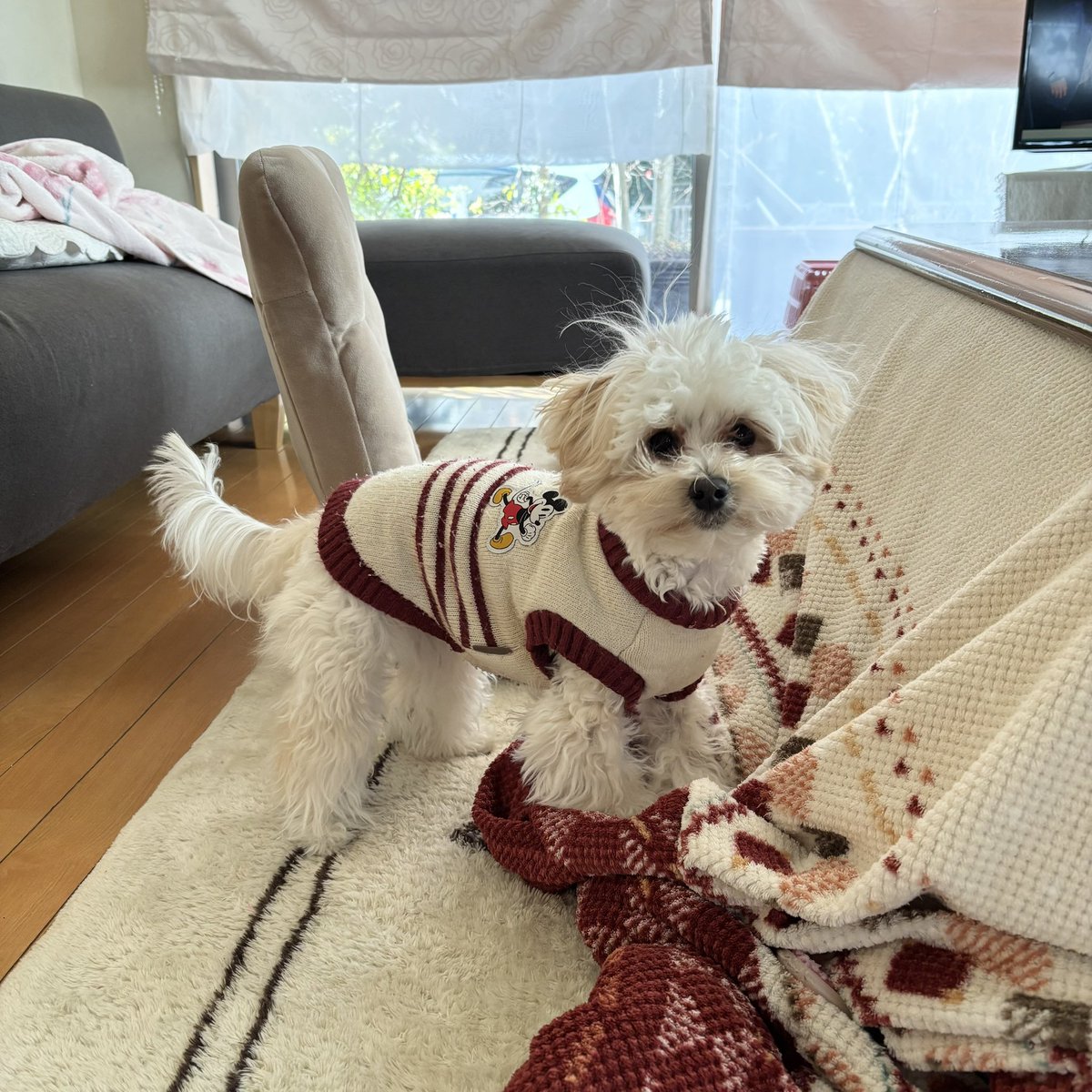 最近のメイちゃん🐶✨
1月11日に1才になりました✨
ボール遊びが大好きです🐶💛

#犬のいる暮らし