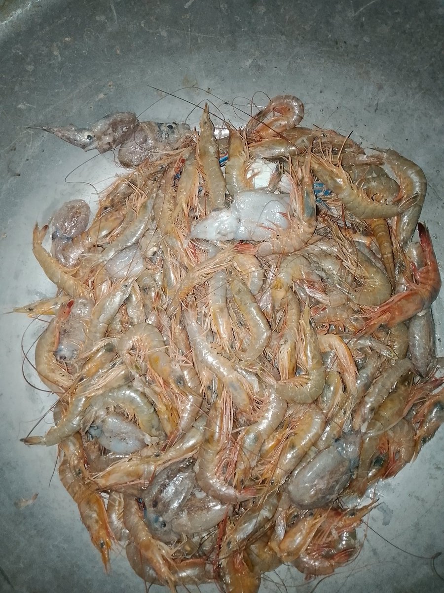 LOSEYIE's tweet image. Sea snail, shrimps, squid and Agasa fish. 

Different date