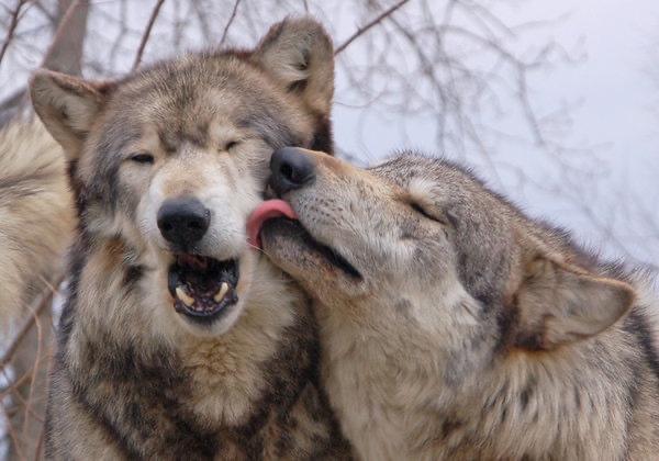 Some Kind of Wolf (@jimmybelvins) on Twitter photo 