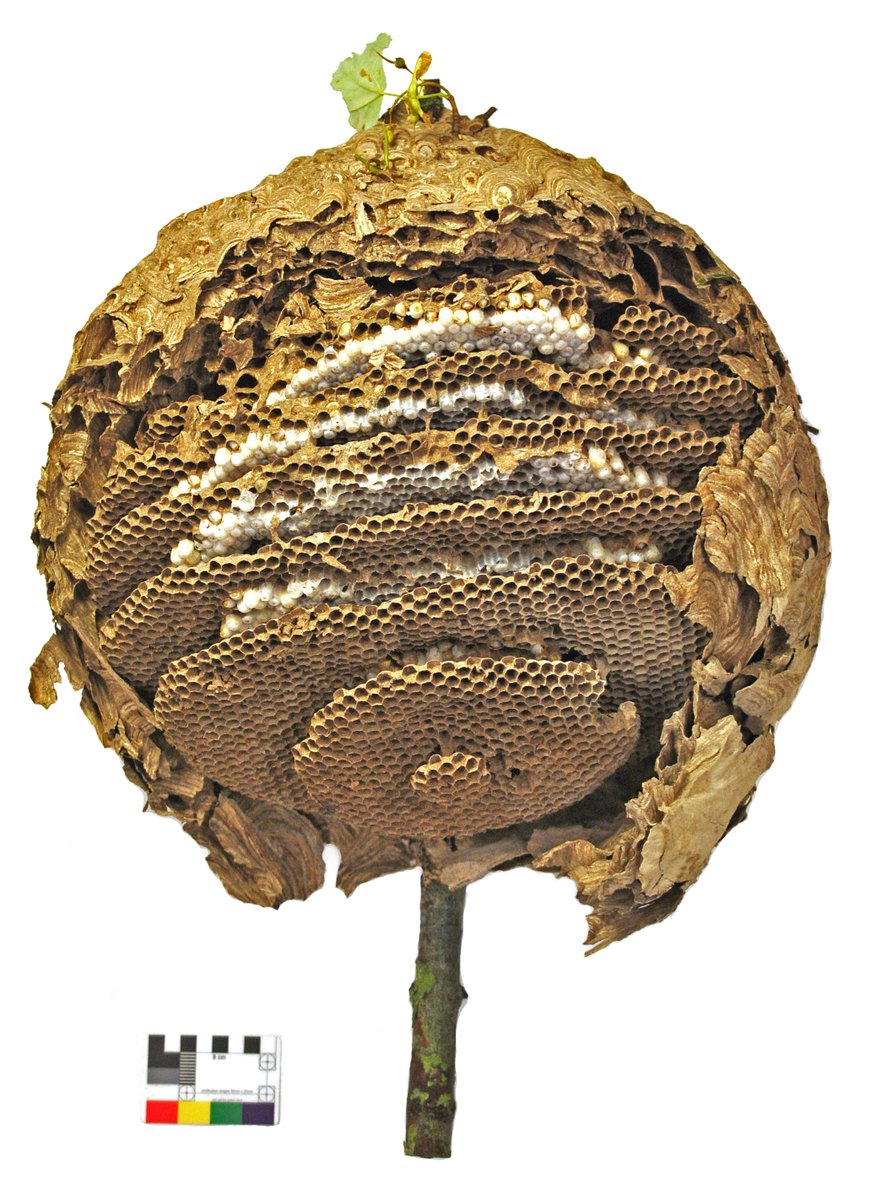 Aidan O'Hanlon tweet media