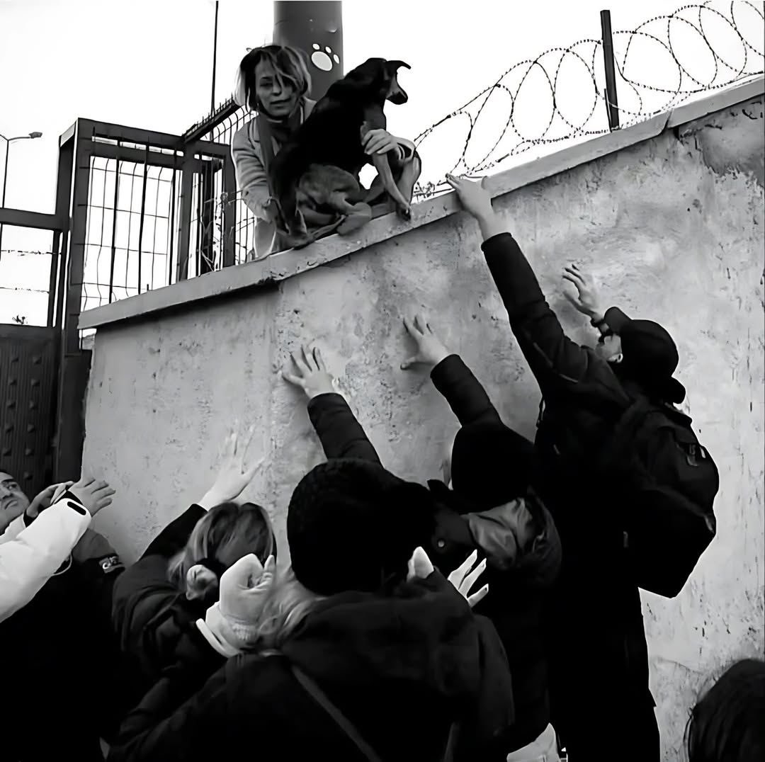 dört ayaklı şehir tweet media