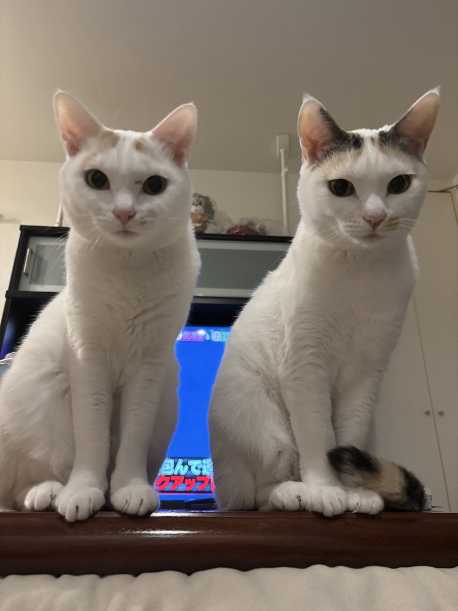 ヤサグレ飛猫隊マチ(こぅ) tweet media