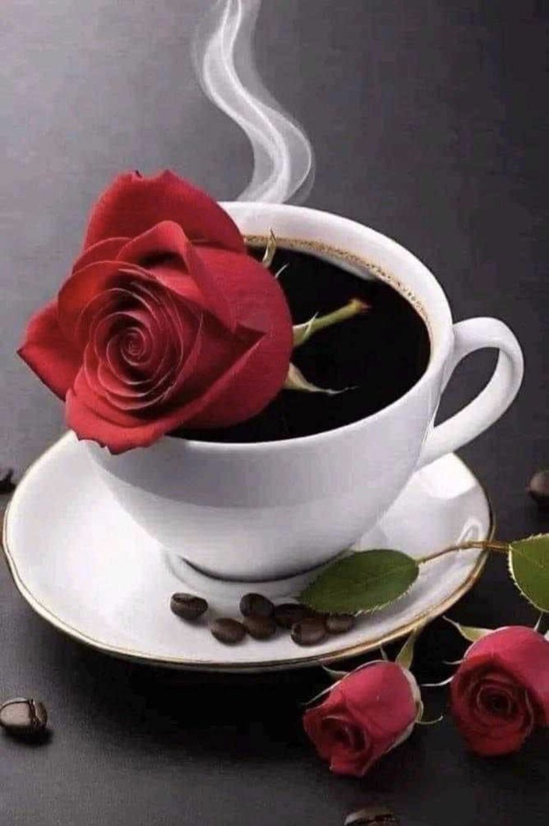 iffanovic's tweet photo. 🌹 https://t.co/cu2XVTryS0