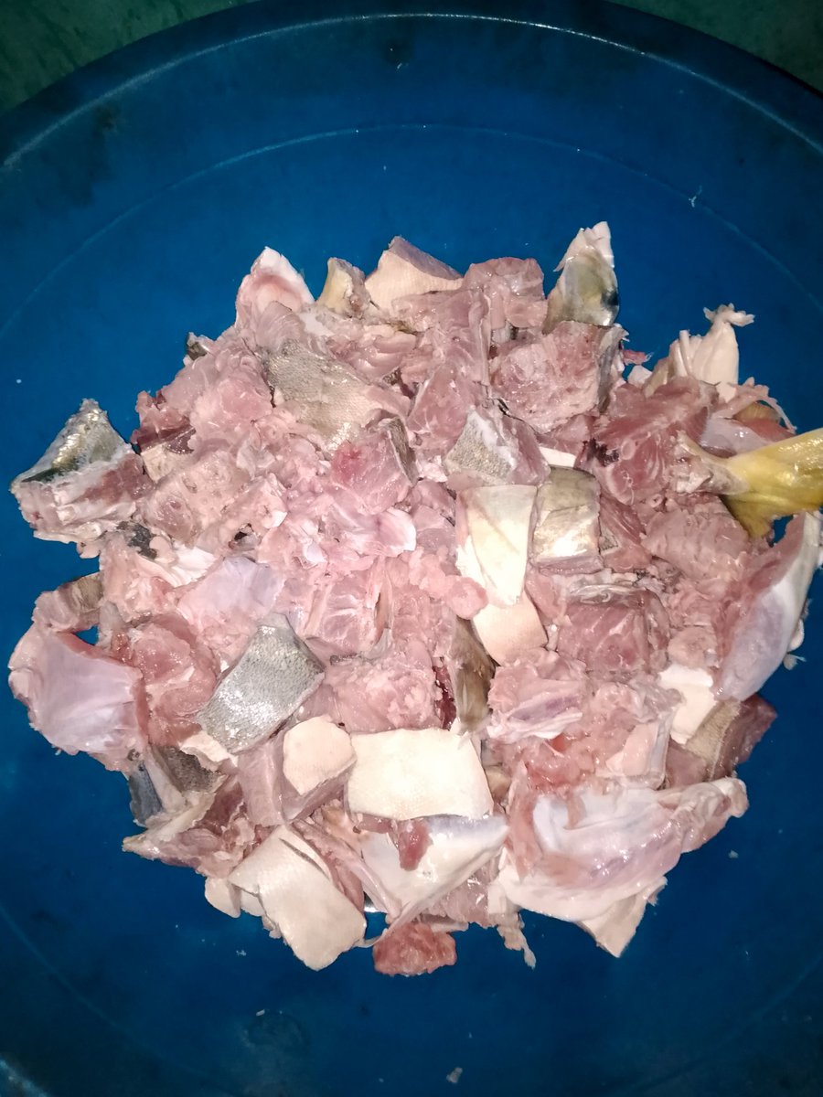 LOSEYIE's tweet image. Sea snail, shrimps, squid and Agasa fish. 

Different date