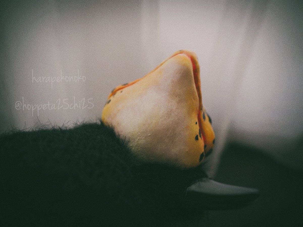 ハラペコ (@hoppeta25chi25) / Posts / X