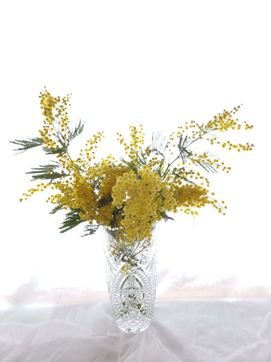 ☆라스텔라 신상안내☆

봄을 알리는 노란 미모사가 입고되었습니다. 은은한 향기와 부드러운 질감으로 공간에 온기를 채워보세요. 과하지 않은 싱그러움이 일상에 차분한 생기를 더해줍니다.

#라스텔라꽃

mkt.shopping.naver.com/link/69788c1a9…