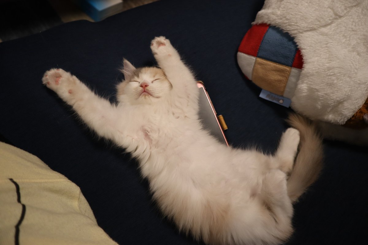 愛しのぽんぽんです