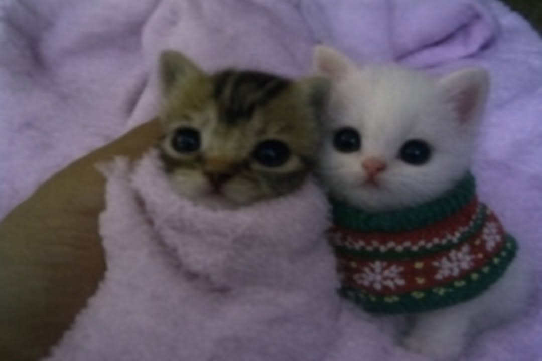 ThePetsX's tweet image. 