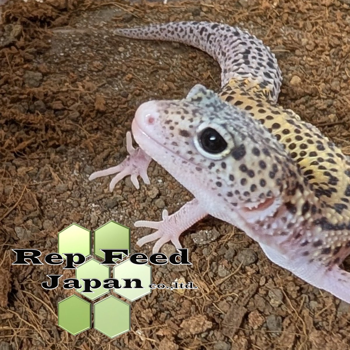 RepFeedJapan co., ltd tweet media