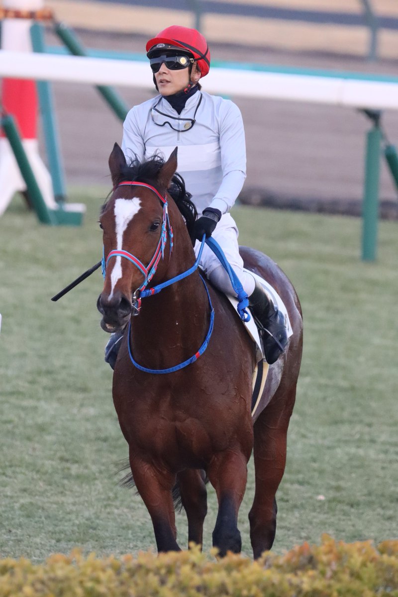 エクストラバック×石橋脩騎手
中山12R 芝1200m 6着
2026.01.17