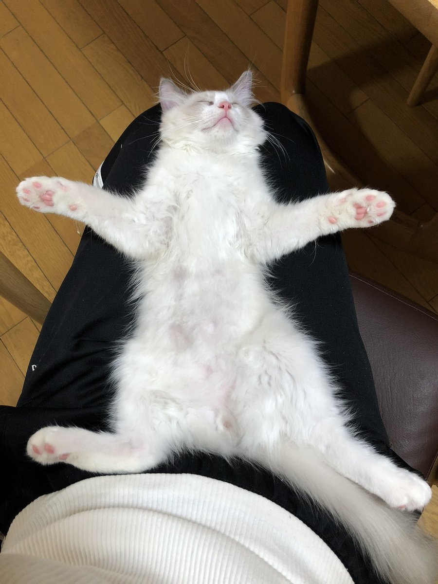boku_jiruemon's tweet photo. 昔はお膝に収まるサイズでよくこうやって寝てくれた🍼 https://t.co/20nLfptob9