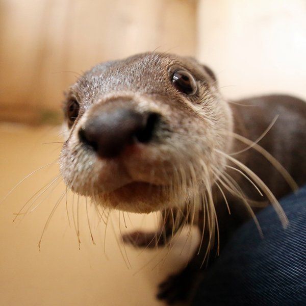 In Otter News.... tweet media