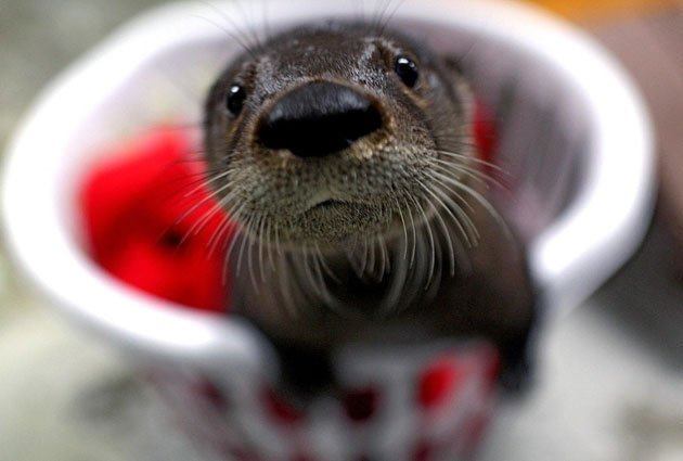 In Otter News.... tweet media