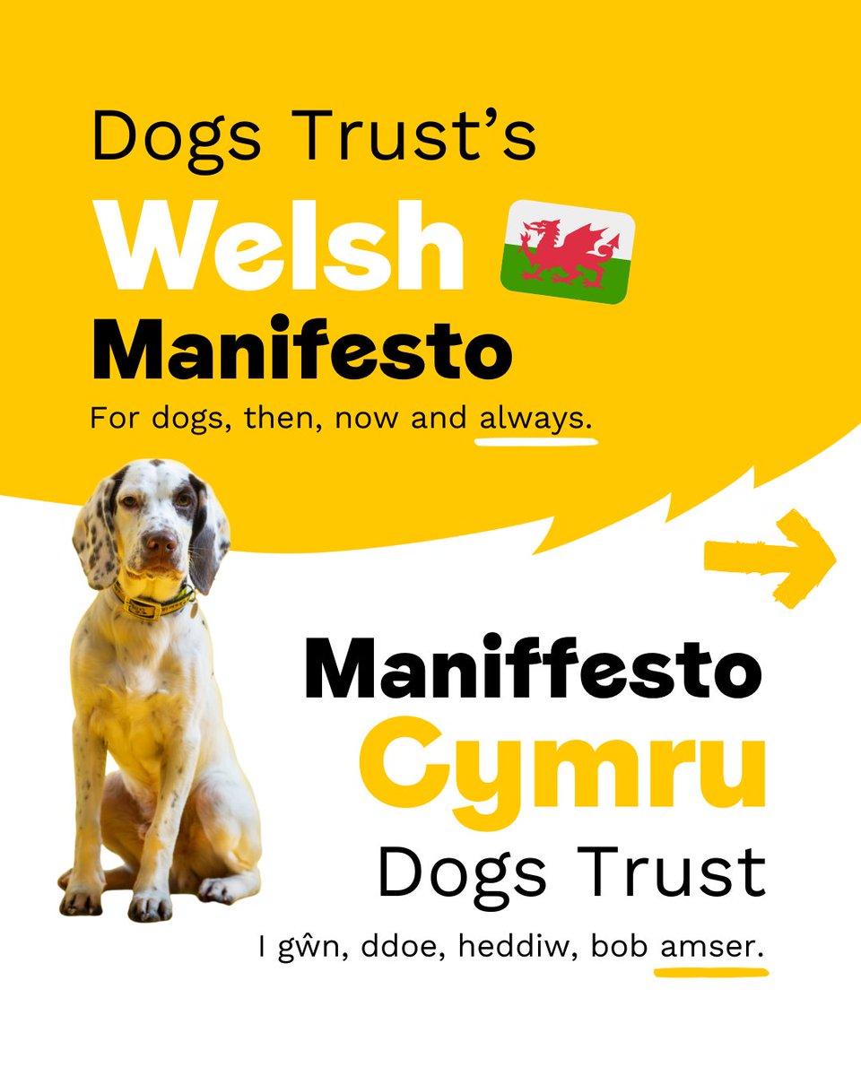 Dogs Trust 💛🐶 tweet media