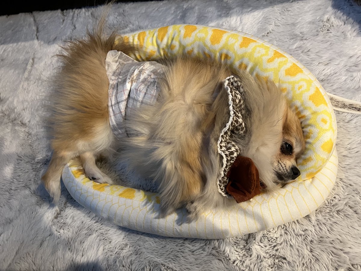 ヘビに包まれて🐍🌟 #ポメチワ #ポメチー #チワワ #ポメラニアン