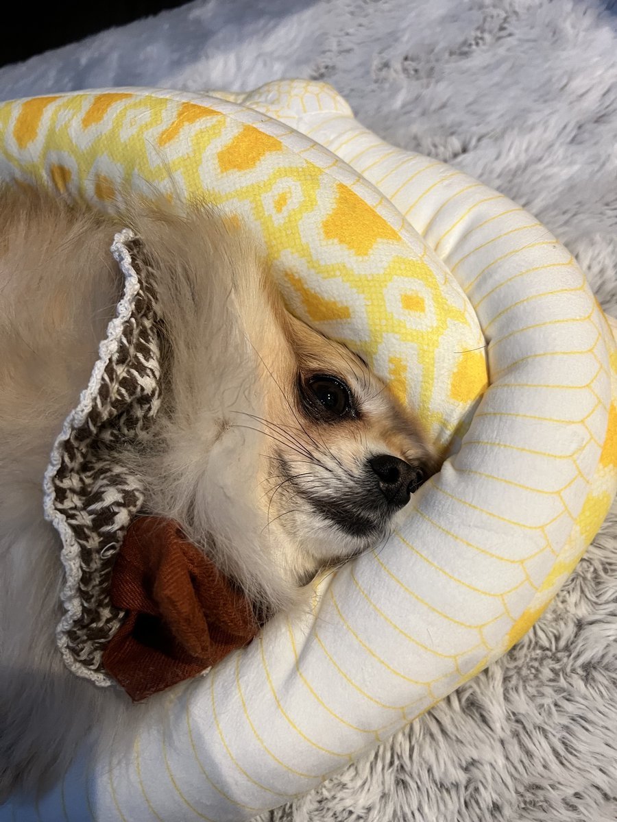 ヘビに包まれて🐍🌟 #ポメチワ #ポメチー #チワワ #ポメラニアン