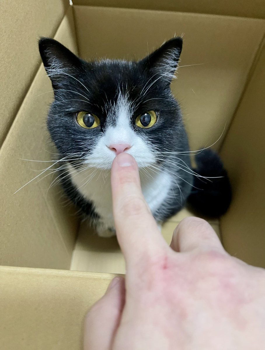 ねこたろう たろう (@taro20216) / Posts / X