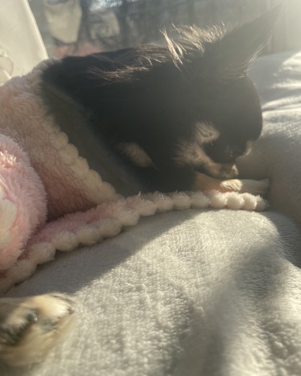 すももちゃん、昨日から少し元気がなく💦うんちも食欲も◎。　寝てる時に小さな声でキャン。って何回か泣いたのでどこか痛いのかと。身体中触っても嫌がる所ないし💦　でも夜になったらいつもの調子に戻ってる？もう少し様子をみる事にします😢
#チワワ