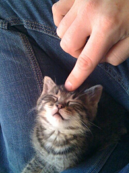 kitten_zukan's tweet photo. ^ ̳ᴗ ·̫ ᴗ ̳ ^ https://t.co/s6oq0QMjx1