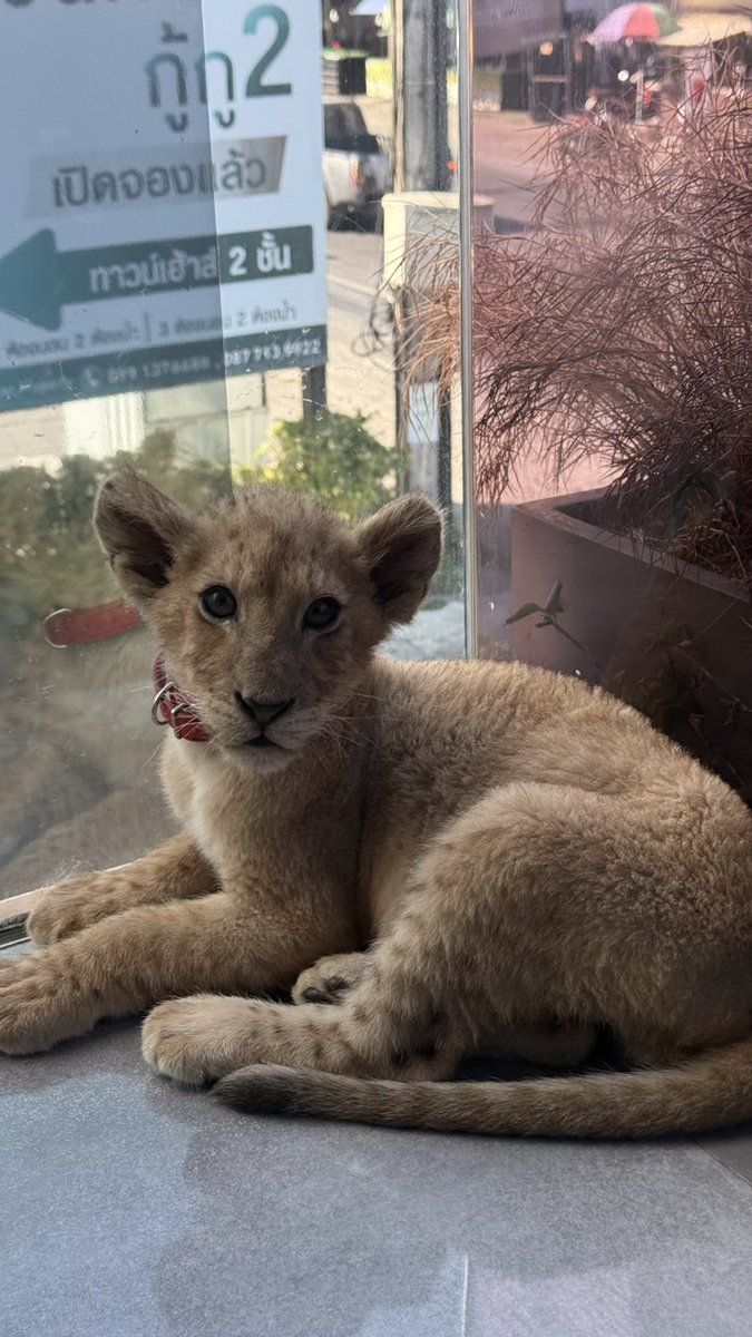 3个月大的小狮子🦁抱着跟金渐层一样

今天被3个月的小屁孩咬了一口屁股，还好 <a href="/DeFi8362/">DeFi小矿工🔶 BNB</a> 救了我

从小就吃爱肉呀