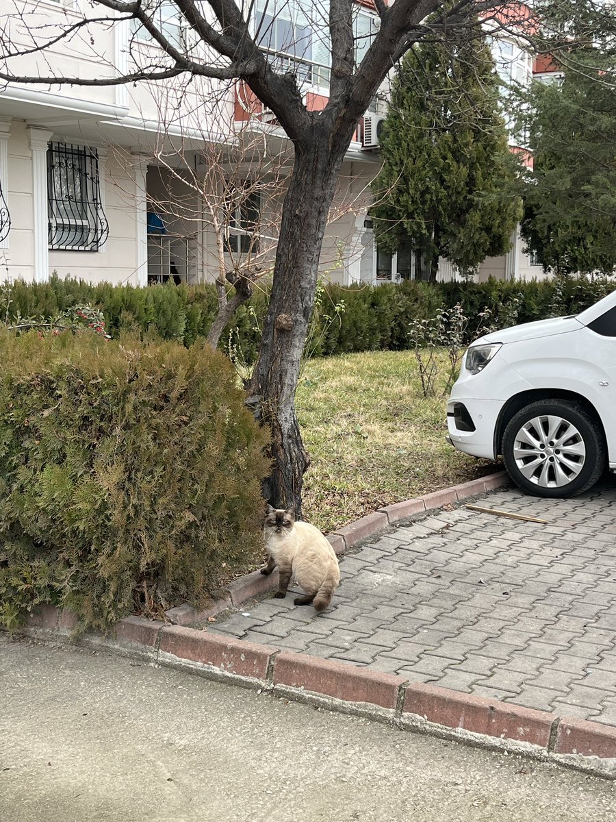 _edacel's tweet photo. KAYIP KEDİ 🚨 
Ankara-Etimesgut
Kaçtığı ya da sokağa bırakıldığı çok açık. Detaylı konum için lütfen iletişime geçin. 
27.01.2026
#kayıpkedi #ankarakayıpkedi #kedibulundu https://t.co/bu0YW6Vzpx