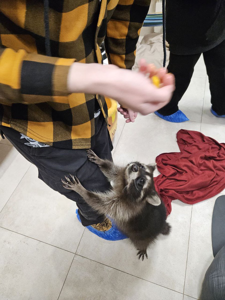 mr_fursblack's tweet photo. Raccoons! https://t.co/OgUOhszDeA
